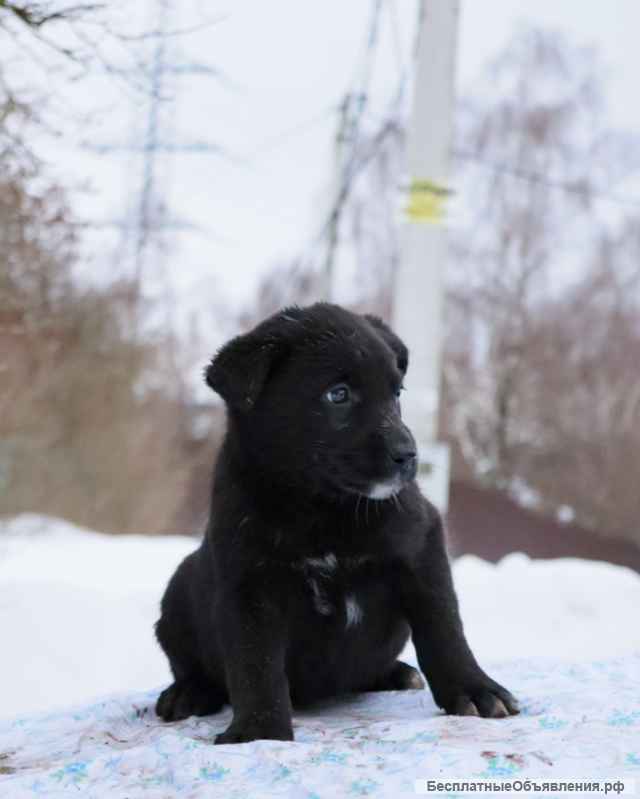 Шелли, щенок 2х месяцев ищет дом