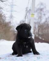 Шелли, щенок 2х месяцев ищет дом