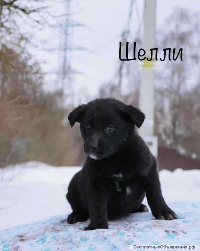 Шелли, щенок 2х месяцев ищет дом