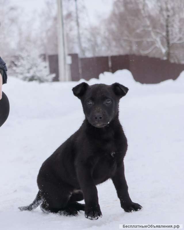 Шерри, щенок 2х месяцев ищет дом