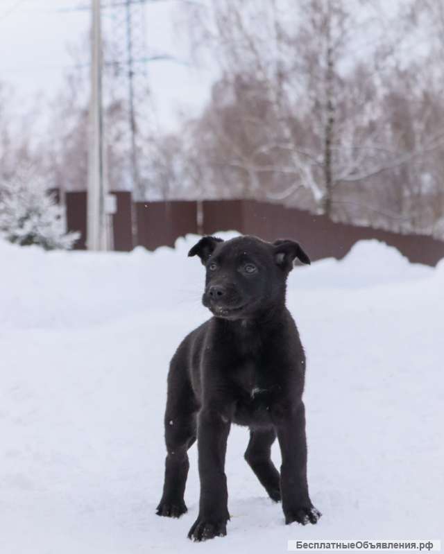 Шерри, щенок 2х месяцев ищет дом