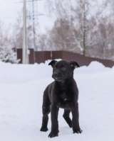 Шерри, щенок 2х месяцев ищет дом