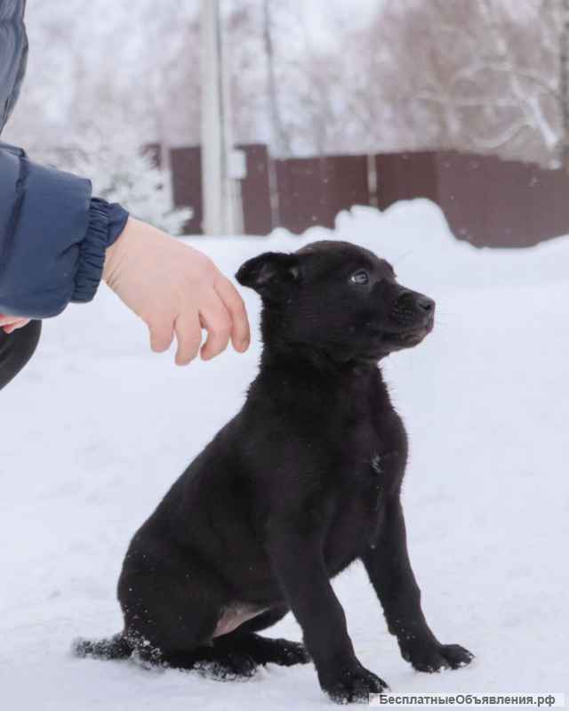 Шерри, щенок 2х месяцев ищет дом