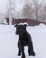 Шерри, щенок 2х месяцев ищет дом