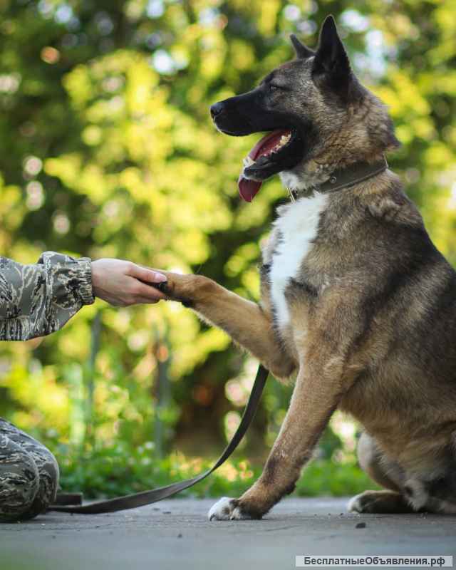 Очаровательный пёс Ронни в добрые руки