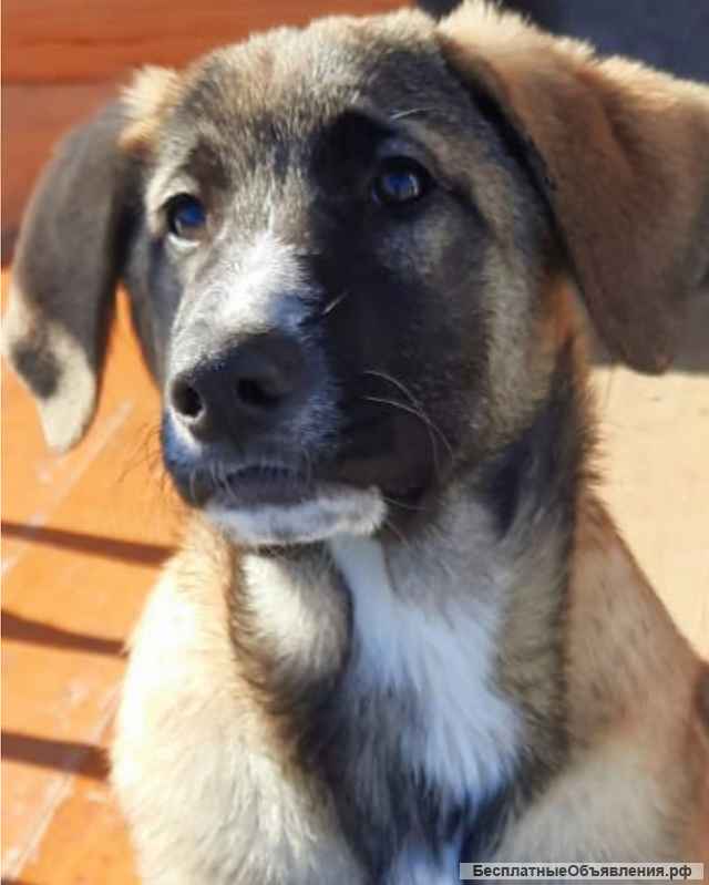 Ищет своего человека