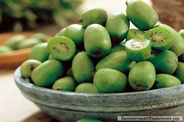 Саженцы КИВИ-Актинидия, самоопыляющиеся.2киви в 1стакане.200грн. тел.0913230008