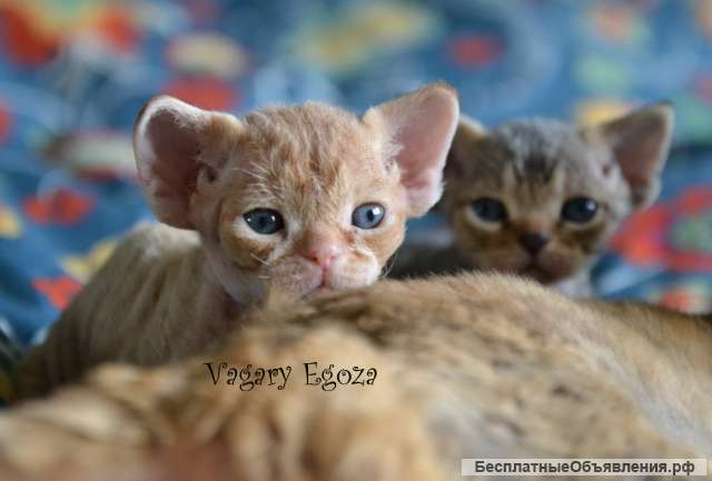 Девон рекс мальчик