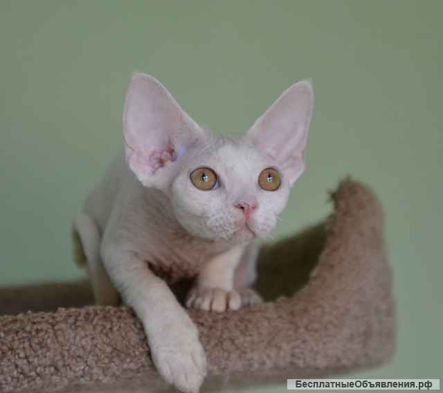 Девон рекс мальчик