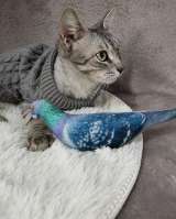 Серый котенок в добрые руки