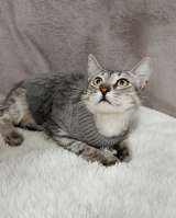 Серый котенок в добрые руки