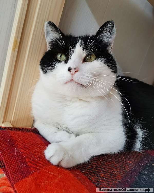 Кошечка Плюша в добрые руки