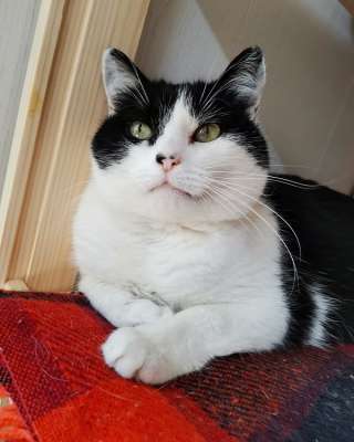 Кошечка Плюша в добрые руки