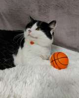 Кошечка Плюша в добрые руки