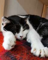 Кошечка Плюша в добрые руки