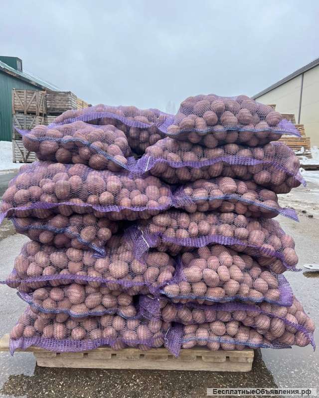 Картофель оптом