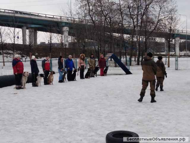 Дрессировка собак на площадке