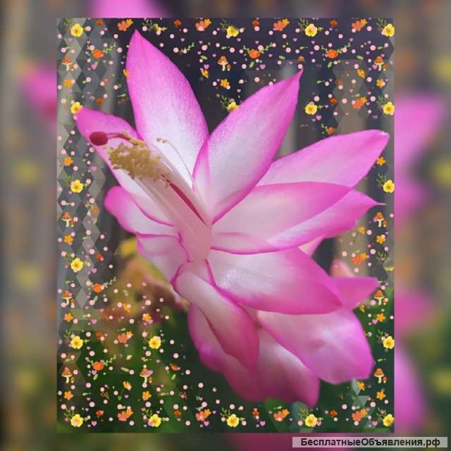 Магия для внешности, коммуникации, успешности и богатства