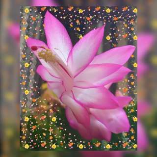 Магия для внешности, коммуникации, успешности и богатства