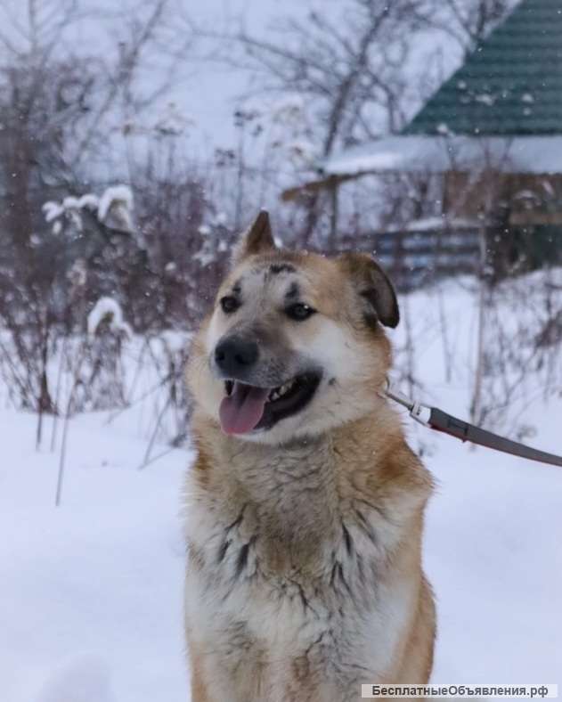 Джо, кобель 1,5 года ищет дом