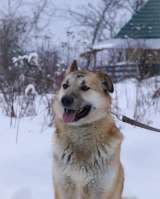 Джо, кобель 1,5 года ищет дом