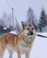 Джо, кобель 1,5 года ищет дом