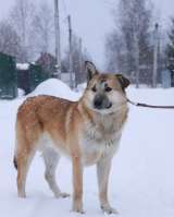 Джо, кобель 1,5 года ищет дом