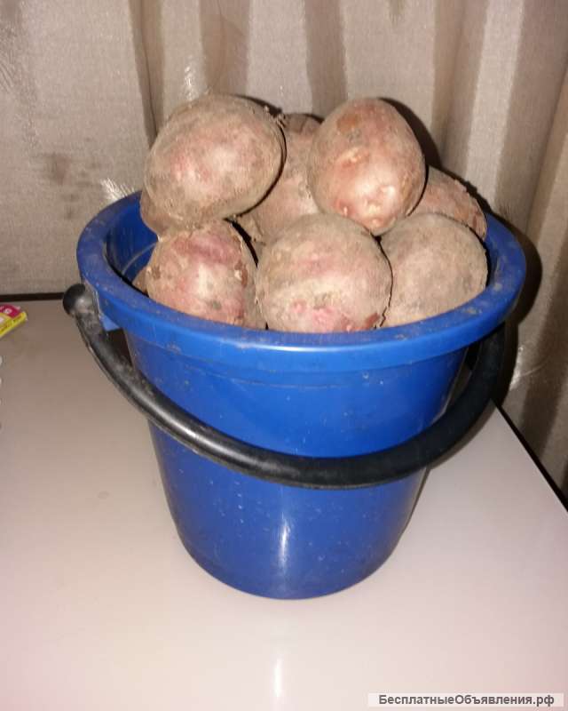 Варенье, картошка и комнатные цветы