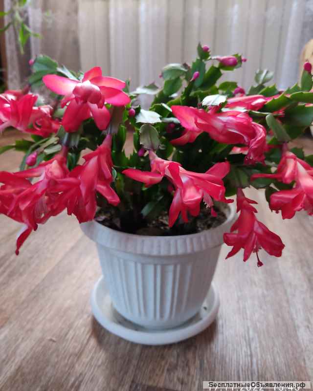 Варенье, картошка и комнатные цветы