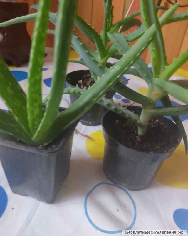 Варенье, картошка и комнатные цветы