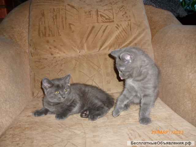 Отдам котят