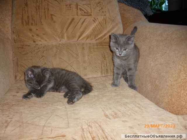 Отдам котят