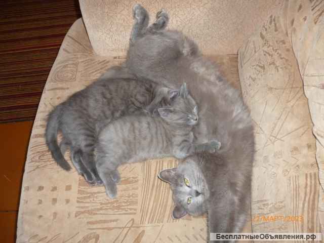 Отдам котят