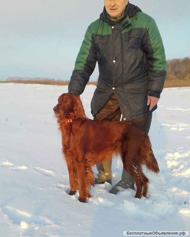 Щенки ирландского сеттера