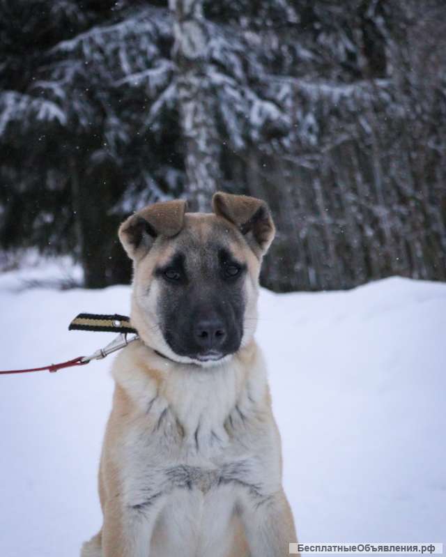 Шерон, щенок 5 месяцев ищет дом