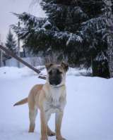 Шерон, щенок 5 месяцев ищет дом