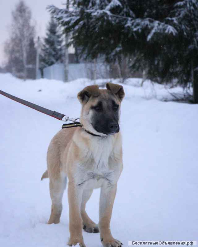 Шерон, щенок 5 месяцев ищет дом