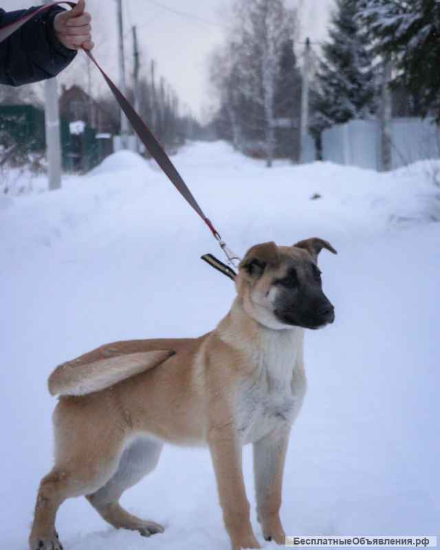Шерон, щенок 5 месяцев ищет дом