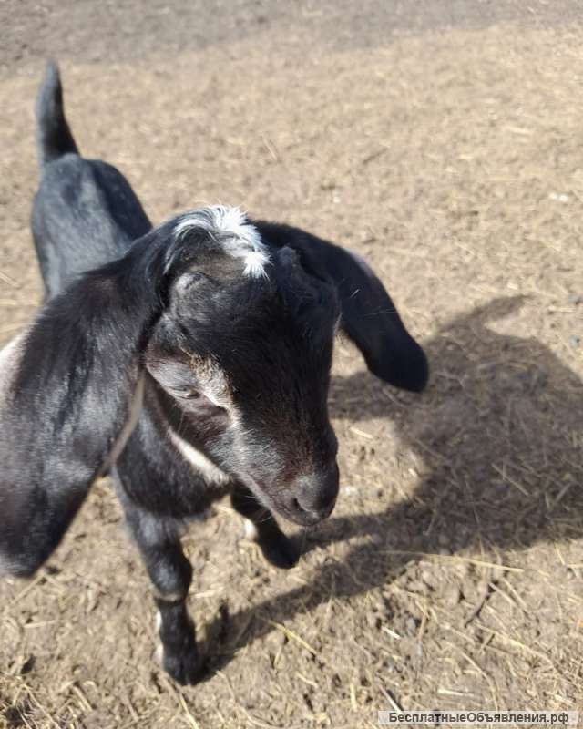 Чистокровные англо-нубийские козлята