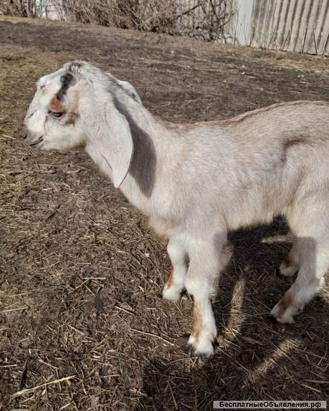 Чистокровные англо-нубийские козлята