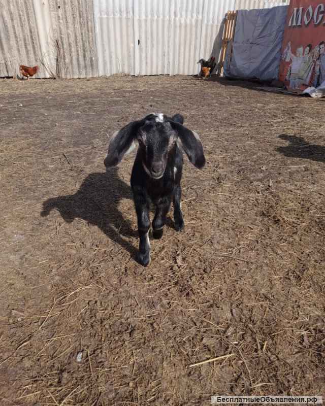 Чистокровные англо-нубийские козлята