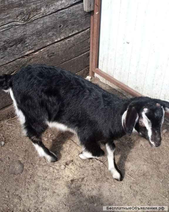 Чистокровные англо-нубийские козлята