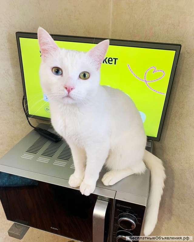 Красивый белоснежный котик ищет дом