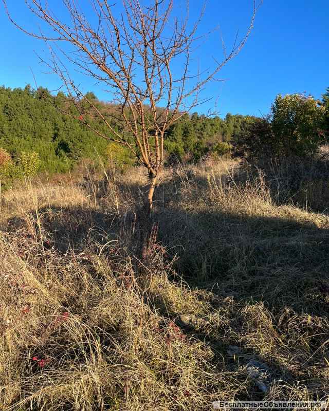 Цандрыпш 6 соток