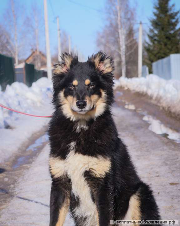 Сноу, щенок-подросток 9 месяцев ищет дом