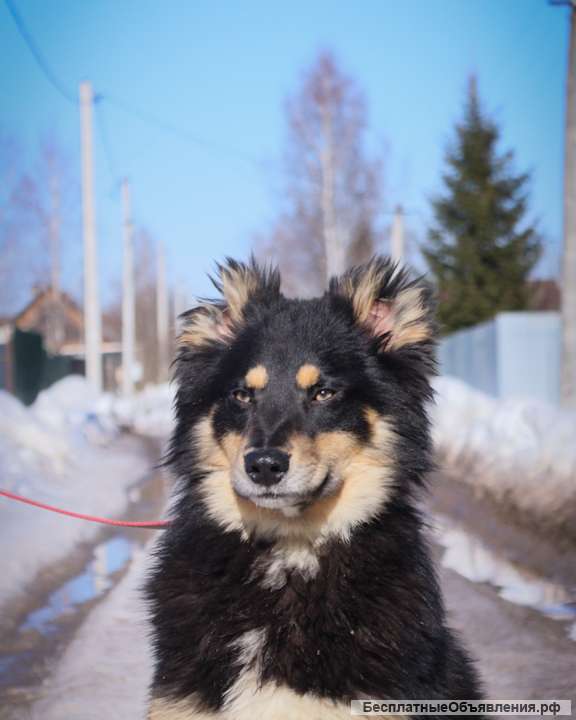 Сноу, щенок-подросток 9 месяцев ищет дом