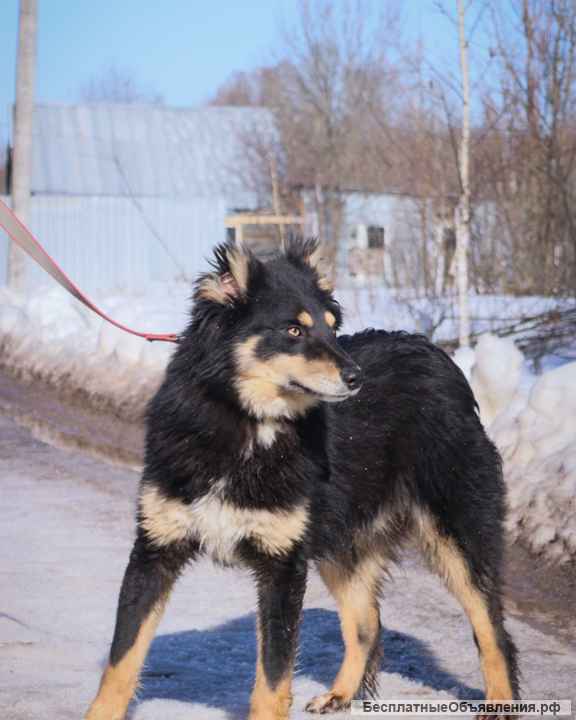 Сноу, щенок-подросток 9 месяцев ищет дом