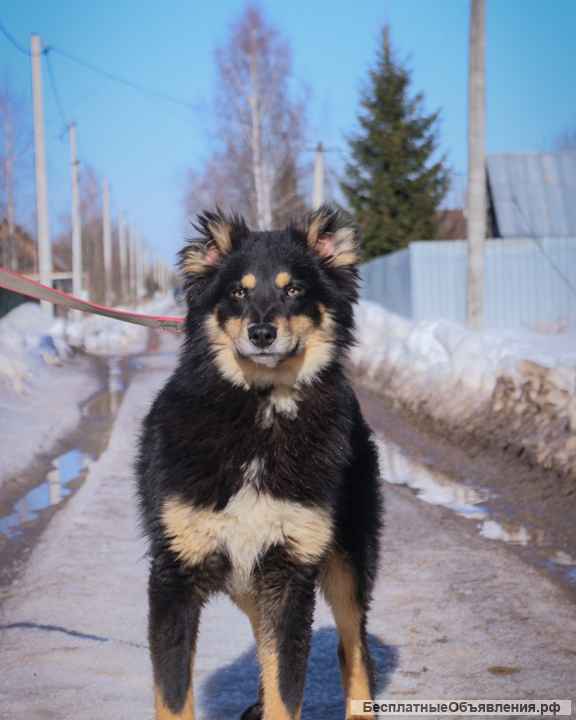 Сноу, щенок-подросток 9 месяцев ищет дом