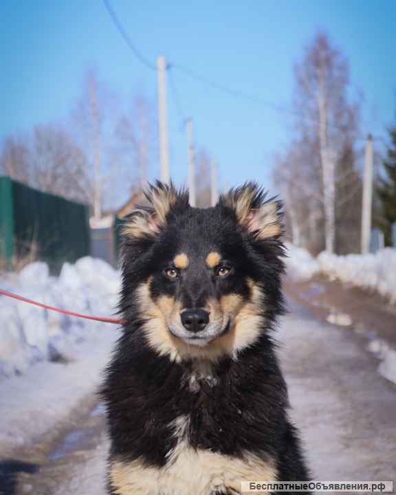 Сноу, щенок-подросток 9 месяцев ищет дом