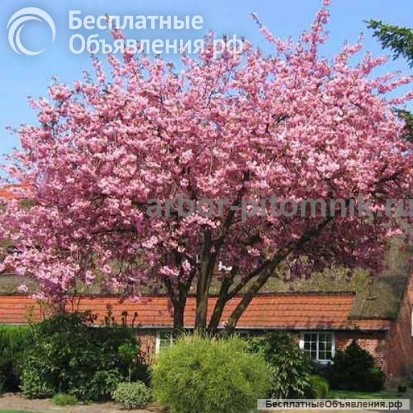 Сакура (вишня японская декоративная) в горшках для посадки купить в Москве и Подмосковье